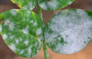 معرفی بیماری گیاهی-سفیدک پودریPowdery mildew